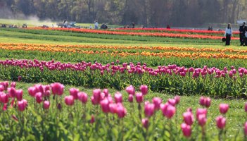 Holland Ridge Farms Fields 2