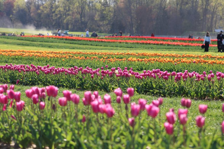 Holland Ridge Farms Fields 2