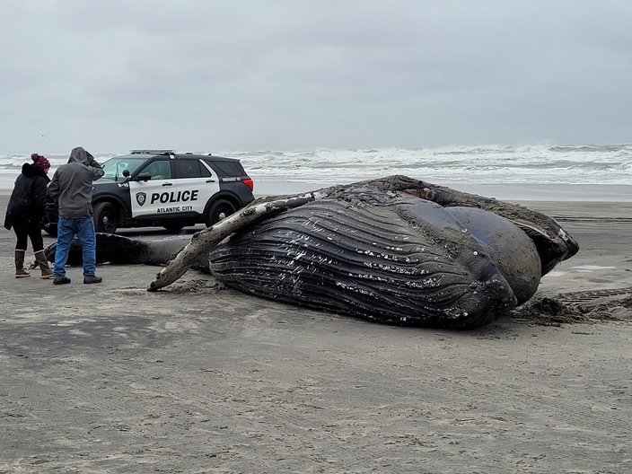 Humpback whale Atlantic City