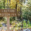 Purchased - Poison Ivy caution sign
