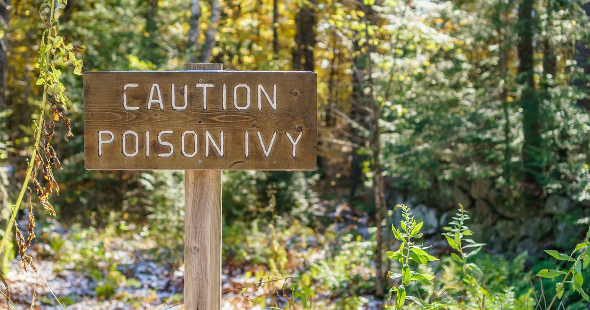 Poisonous plants to avoid while hiking this summer  PhillyVoice