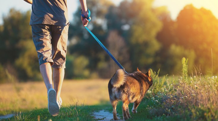 Purchased - Guy walking a dog outside