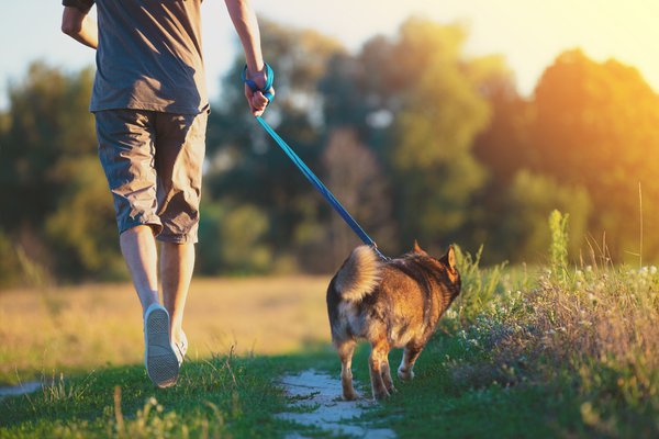 Purchased - Guy walking a dog outside