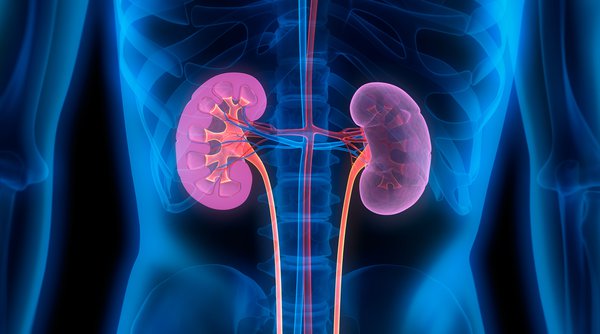 Human Kidneys - Medical Demonstration