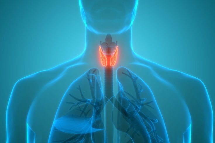 Purchased - the thyroid gland