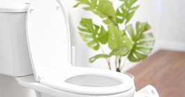 Purchased - Toilet in a modern bathroom with plant