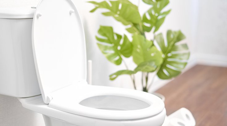 Purchased - Toilet in a modern bathroom with plant