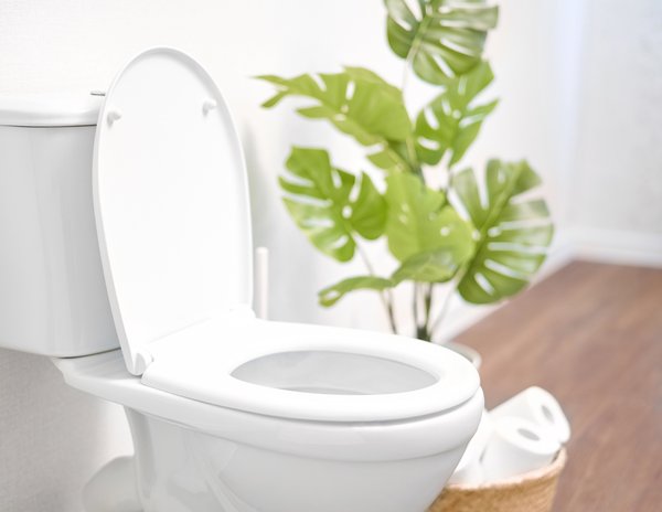 Purchased - Toilet in a modern bathroom with plant