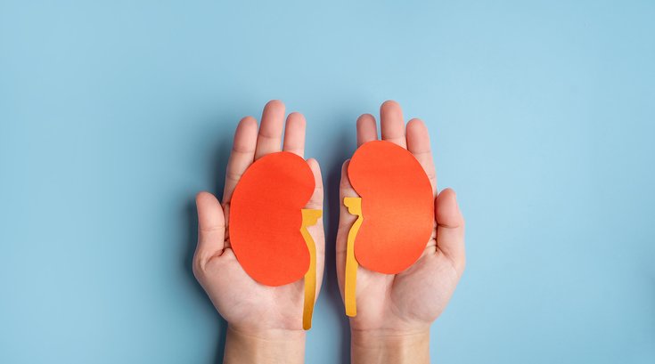 Purchased - two hands holding cut out paper kidneys