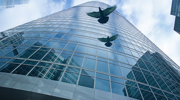 Bird flying between skyscrapers