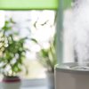 Air purifier and plant