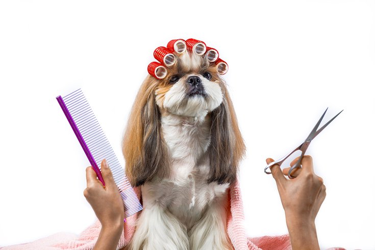 Philly's premier pet grooming company is hiring for ...