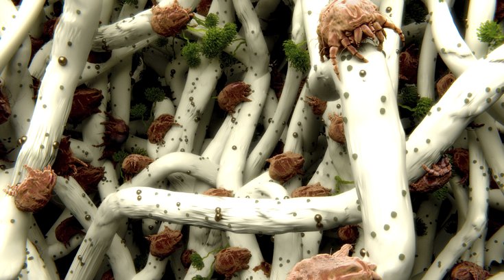 Dust Mites