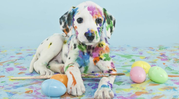 Cutest Puppy in the World