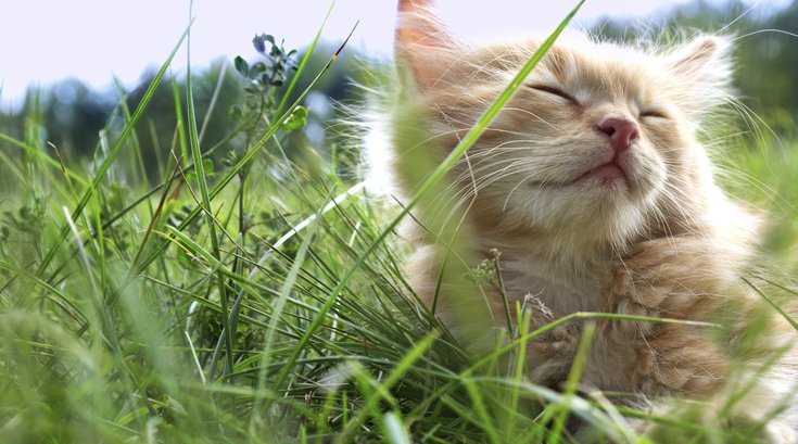Brown kitten rests in grass