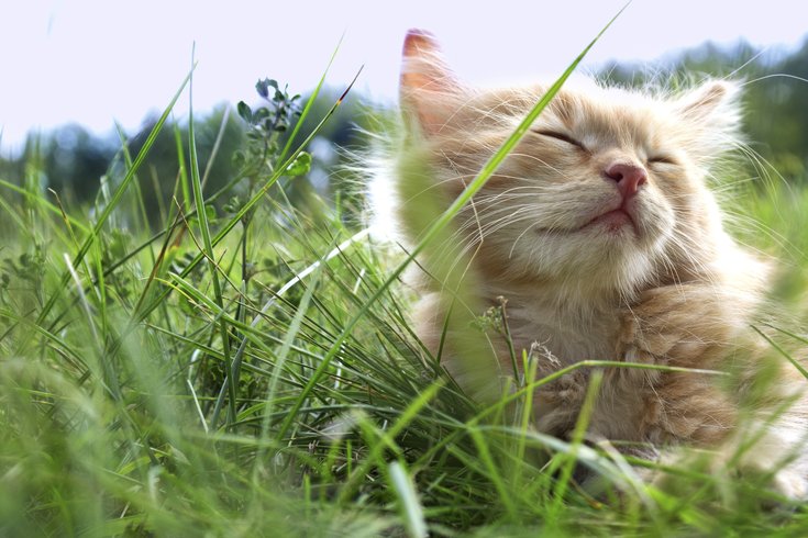 Brown kitten rests in grass