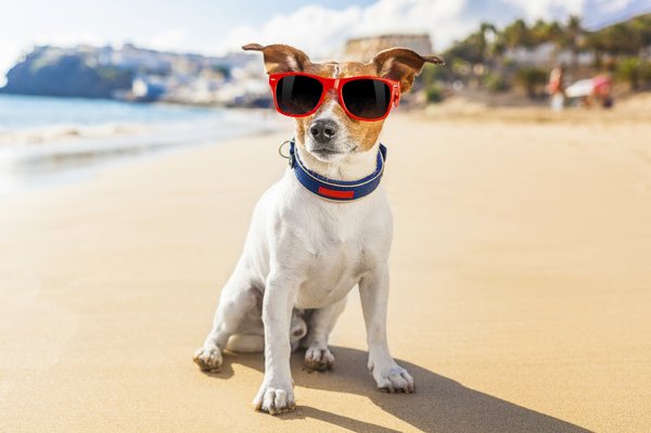 dogsummer