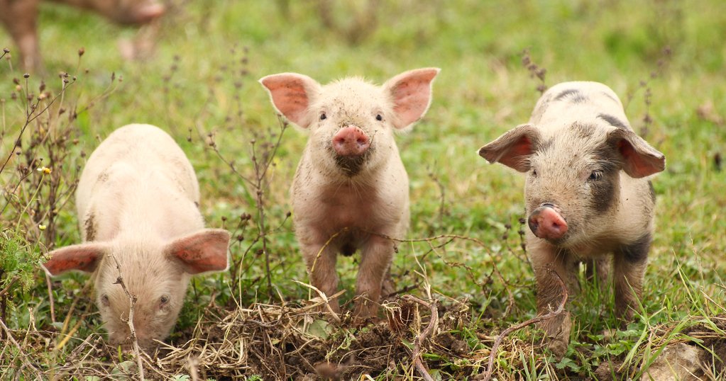 Pennsylvania fair cancels 'violent' greased pig chase | PhillyVoice