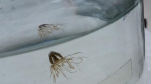 Clinging jellyfish