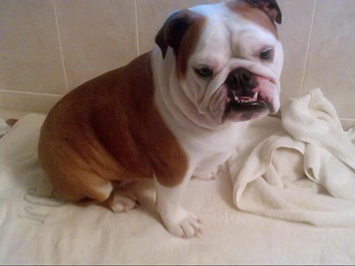 petsmart penn and memorial