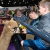 Pet Show - Kids with Alpaca