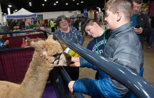 Pet Show - Kids with Alpaca