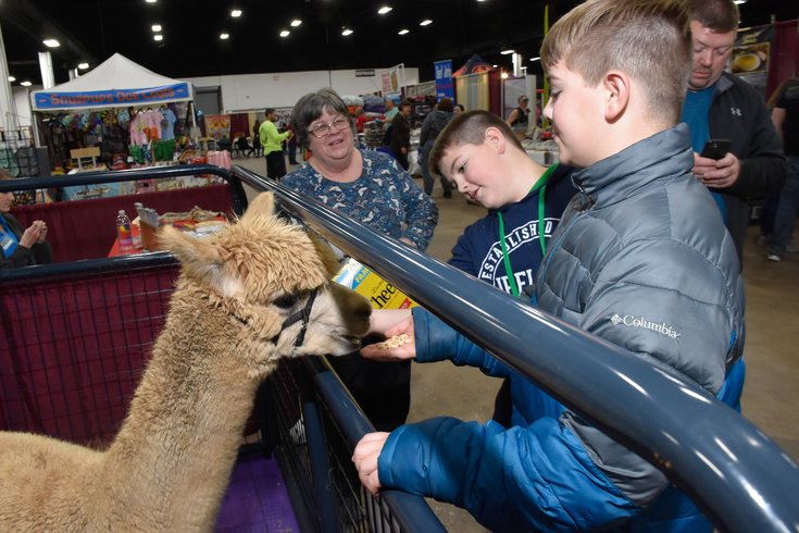 Pet Show - Kids with Alpaca
