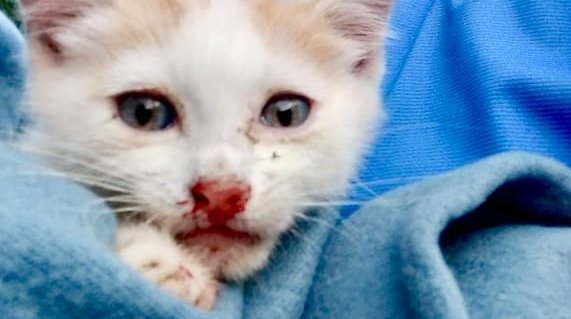 Kittens Thrown Car New Jersey