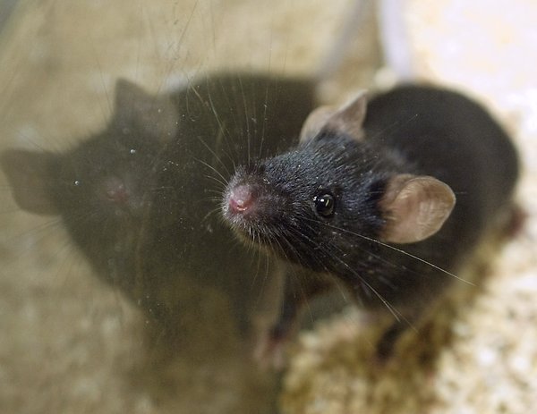 Lab mouse