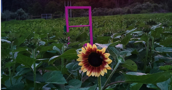Lambertville Sunflower Festival brings thousands of blooms, live music and food trucks to NJ farm Lambertville Sunflower Festival brings thousands of blooms, live music and food trucks to NJ farm