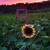Lambertville Sunflower Festival
