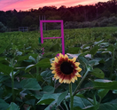 Lambertville Sunflower Festival