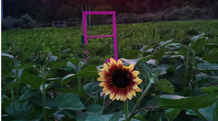 Lambertville Sunflower Festival