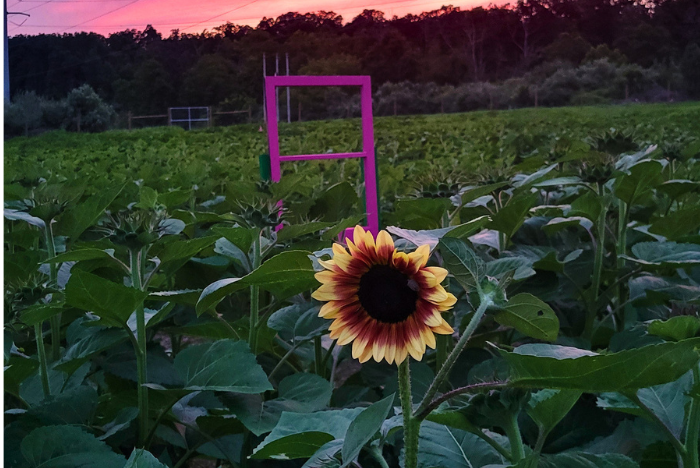 Lambertville Sunflower Festival