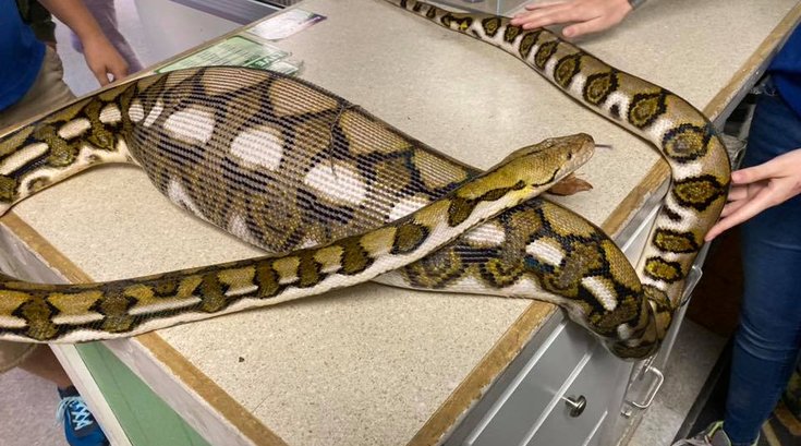 Lancaster County python