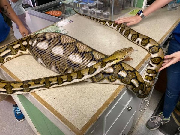 Lancaster County python