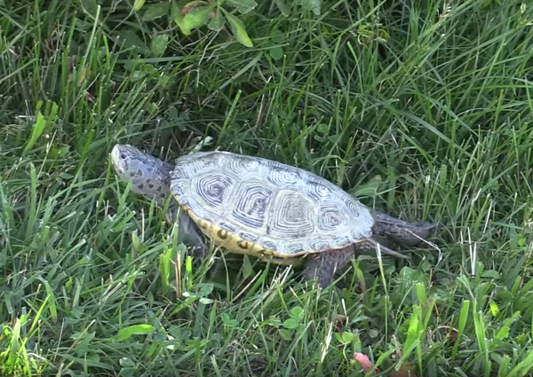 Diamondback terrapin
