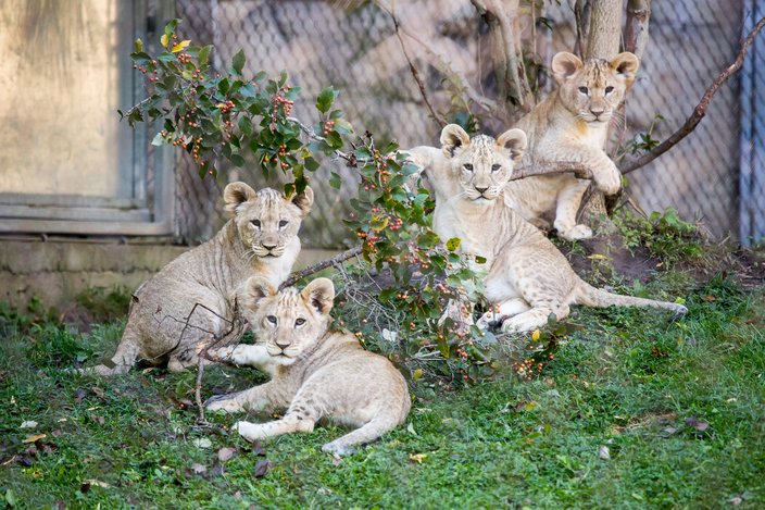 Lion Cubs zoo