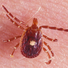 lone star tick
