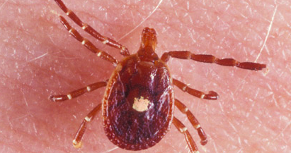 New Jersey man is first to die of red meat allergy linked to lone star ticks