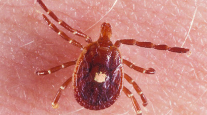lone star tick