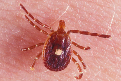 lone star tick