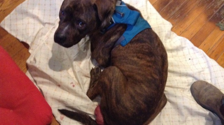 Rescued dog