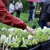 Master Gardener Plant Sale