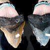megalodon tooth sea isle