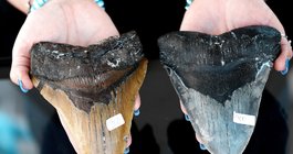megalodon tooth sea isle