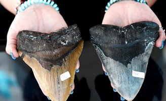 megalodon tooth sea isle