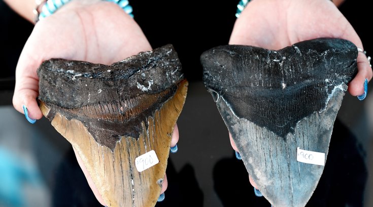 megalodon tooth sea isle