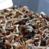 psilocybin mushrooms