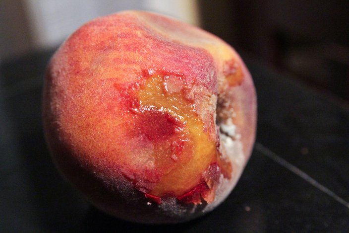 mold peach flickr